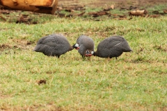 DUBBO ZOO-106