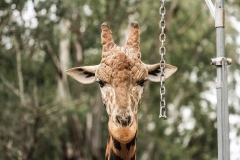 DUBBO ZOO-13