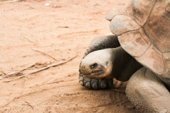 DUBBO ZOO-155