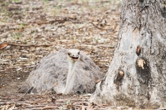 DUBBO ZOO-2