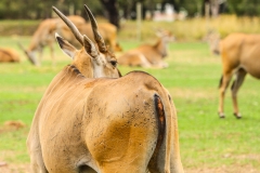 DUBBO ZOO-25