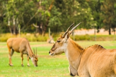 DUBBO ZOO-26