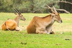 DUBBO ZOO-30