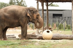 DUBBO ZOO-42