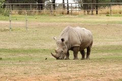 DUBBO ZOO-54