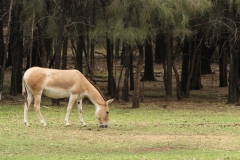 DUBBO ZOO-60