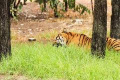 DUBBO ZOO-61