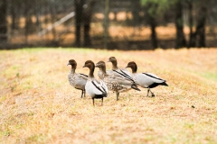 DUBBO ZOO-88