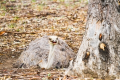 DUBBO ZOO