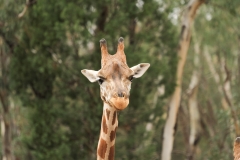 DUBBO ZOO-11