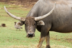 DUBBO ZOO-114