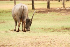 DUBBO ZOO-115