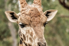 DUBBO ZOO-18