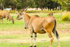 DUBBO ZOO-28