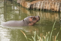 DUBBO ZOO-31