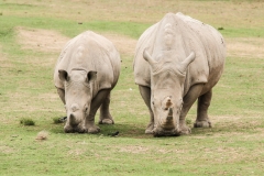 DUBBO ZOO-58