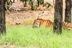 DUBBO ZOO-62