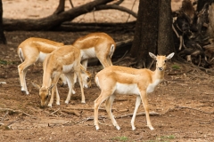 DUBBO ZOO-65