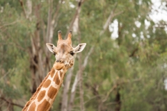 DUBBO ZOO-7