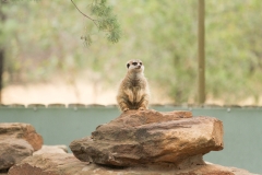 DUBBO ZOO-90