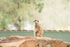 DUBBO ZOO-91